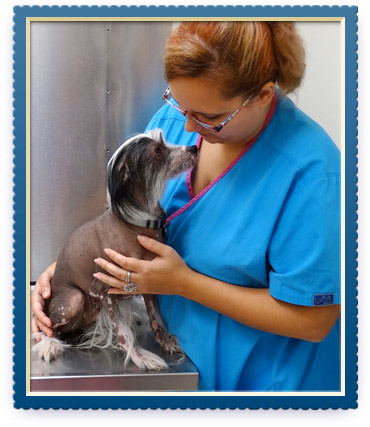 veterinary services, charlottesville